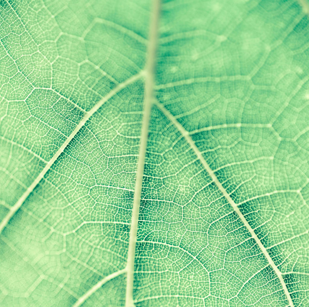 Grape leaf, green toned, macro. Close up texture with copy space - Photo, Image