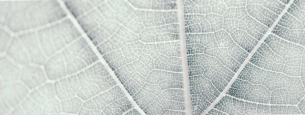Traubenblatt, grau getönt, Makro. Nahaufnahme der Textur mit Kopierraum  - Foto, Bild