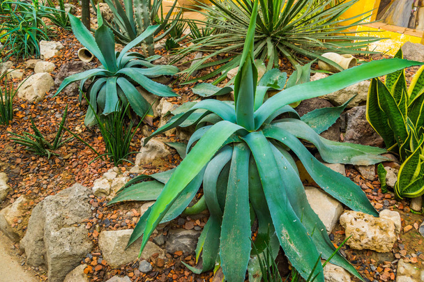 agave planten in een tropische tuin, populaire tropische planten uit Amerika, decoratieve tuin en kamerplanten - Foto, afbeelding