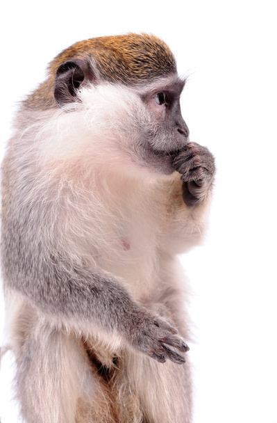 Vervet Monkey on the white background - Foto, afbeelding