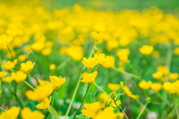 blooming flower in spring, buttercup, crowfoot - Photo, Image