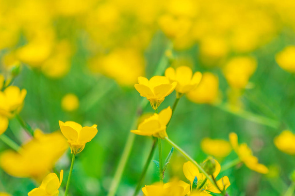 blooming flower in spring, buttercup, crowfoot - Photo, Image