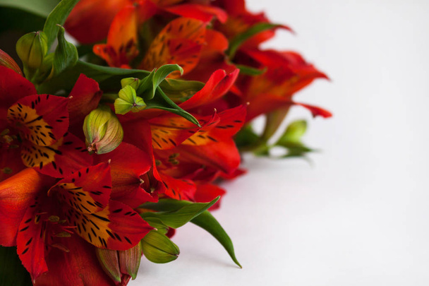 Punaisen Alstroemerian kimppu, perulainen lilja tai inkojen kukkien lilja. Valkoinen tausta eristetty, kopioi tilaa
. - Valokuva, kuva
