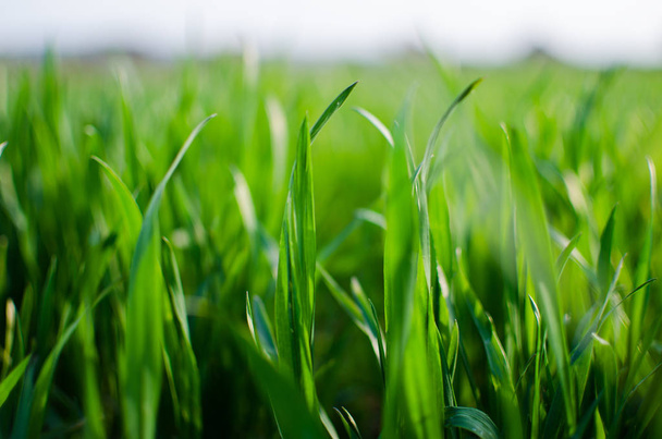 Groen gras timothy-gras op een witte achtergrond  - Foto, afbeelding
