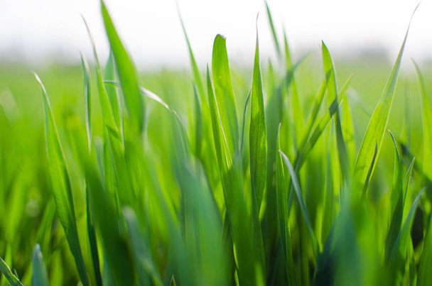 白地に緑の草ティモシー草  - 写真・画像