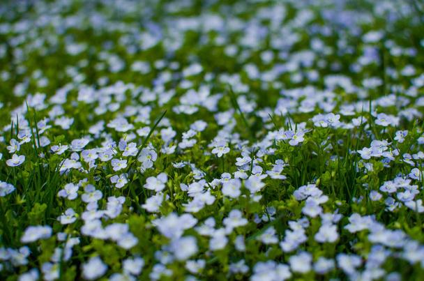 Veronica Small delicate flowers blooming outdoors  - Photo, Image