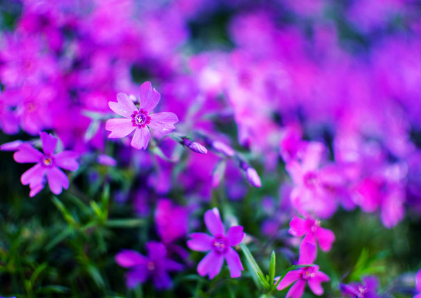 Flores florecientes de color rosa flojo con
  - Foto, Imagen