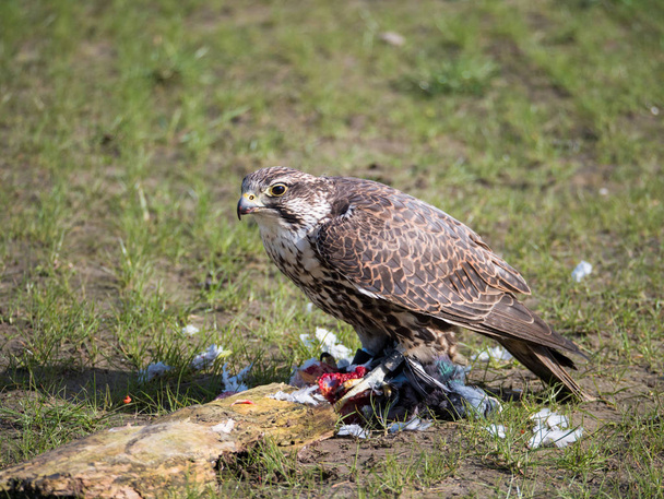 Lanner falcon and his pigeon prey in meadow - Photo, Image
