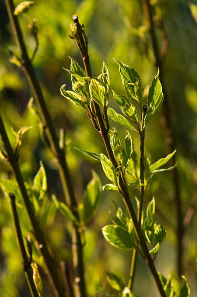 White dogwood or cornus plant detail in bloom - Photo, Image
