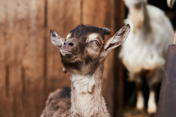 small  goat on the farm. - Photo, Image