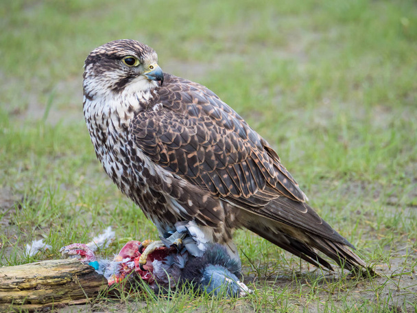 Lanner halcón y su presa de paloma en el prado
 - Foto, imagen