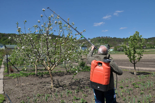 Im Obstgarten besprüht der Bauer die Bäume - Foto, Bild