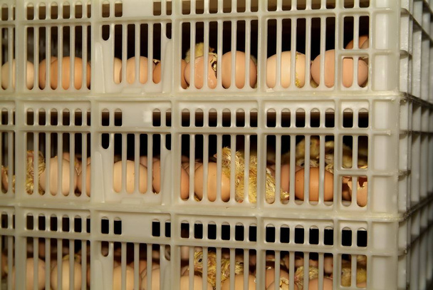 niedliche kleine Huhn isoliert auf gelbem Hintergrund und Eier - Foto, Bild