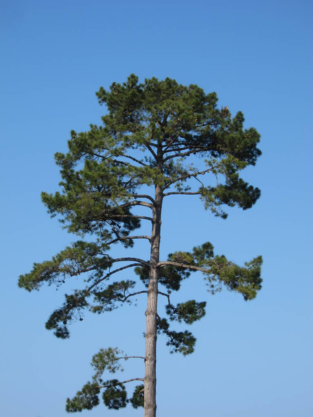 Pine trees - Fotó, kép