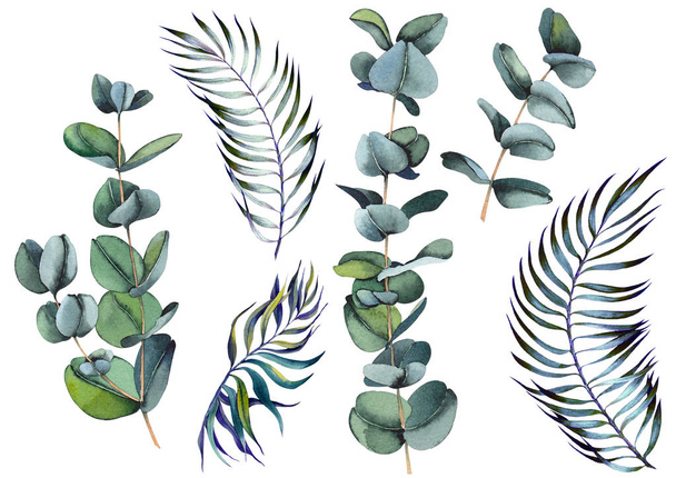 Set of eucalyptus branches and green leaves. Watercolor on white background. Isolated elements for design. - Foto, imagen