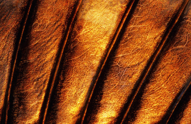 Aleta dorsal de peixe close-up
 - Foto, Imagem