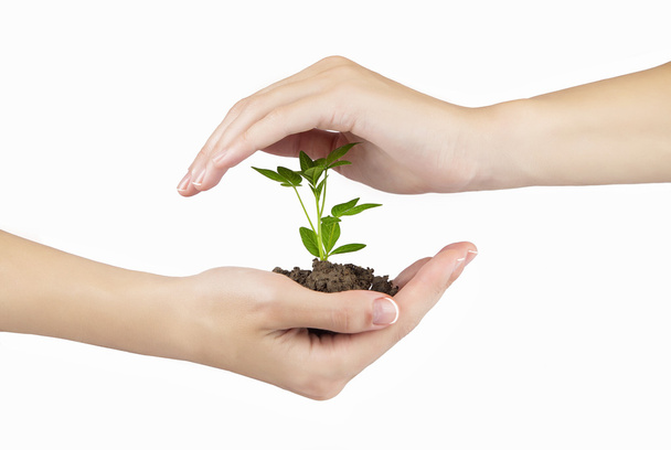 Hand and plant isolated on white background - Foto, Bild
