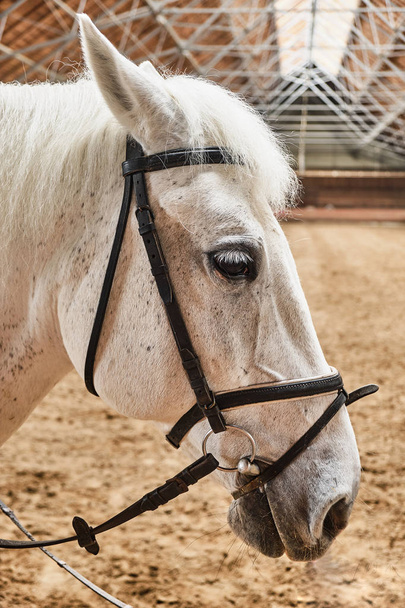 White horse in the pen close up - 写真・画像