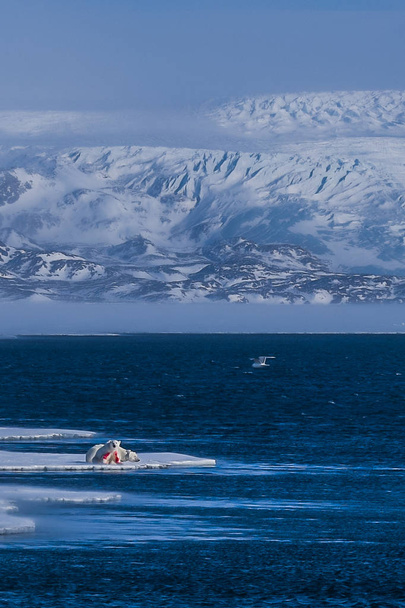  Νορβηγία τοπίο φύση λευκή αρκούδα παγετώνα στον πάγο παγετώνας Spitsbergen Λονγκιαρμπίεν Σβάλμπαρντ αρκτικός χειμώνας πολική ημέρα ηλιοφάνειας ουρανό - Φωτογραφία, εικόνα