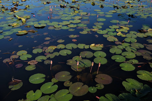 Gölet doğada güzel bir pembe nilüfer veya nilüfer çiçeği,  - Fotoğraf, Görsel