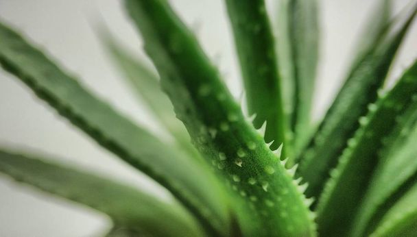 Haworthia suculento cactus macro primer plano sobre un fondo blanco
 - Foto, imagen