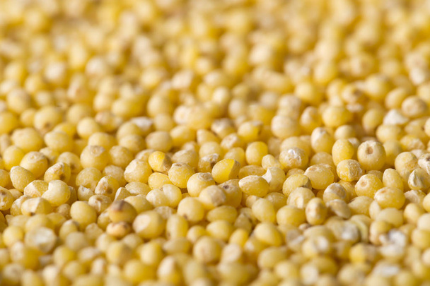 Pile of golden millet, a gluten free grain seed, frame filling background - Photo, image