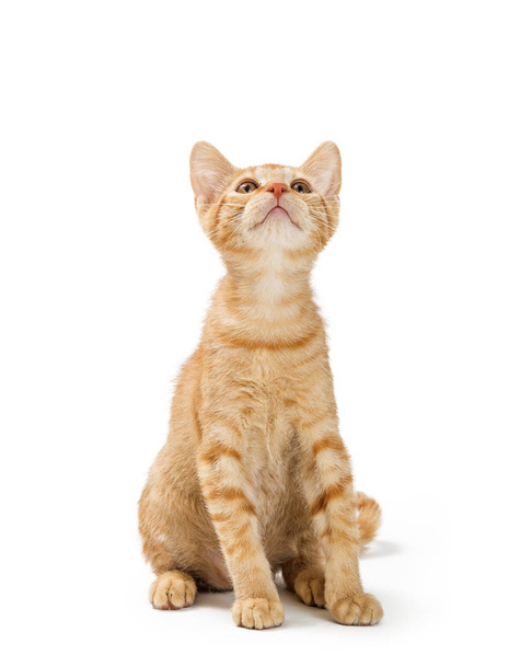 Meraklı Sevimli Kitten Yukarı Bakıyor Oturan - Fotoğraf, Görsel