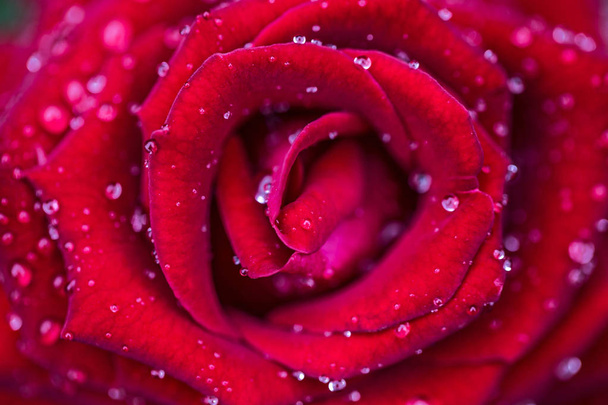 Zwarte rozen close-up achtergrond en Dauwdruppel te voelen eenzaam - Foto, afbeelding