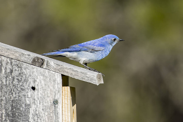 Górski Bluebird wznieśli się na jego Birdhouse. - Zdjęcie, obraz