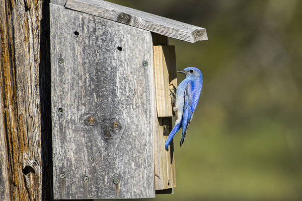 Mountain bluebird on side of bird house. - Photo, Image