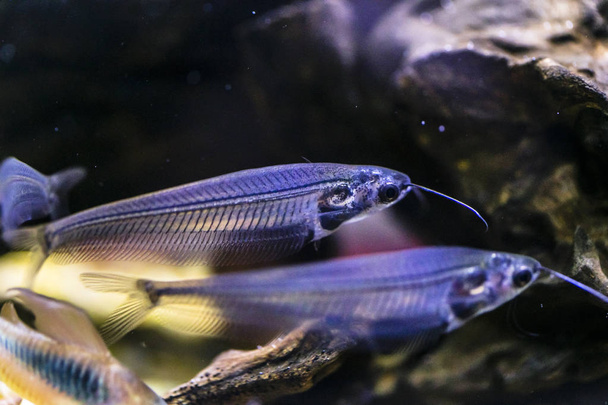 Pesce gatto di vetro indiano nell'acquario
 - Foto, immagini