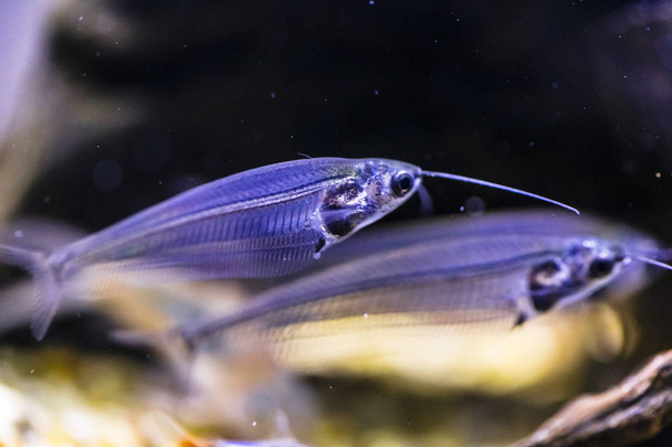 Indian glass catfish in the aquarium - Photo, Image