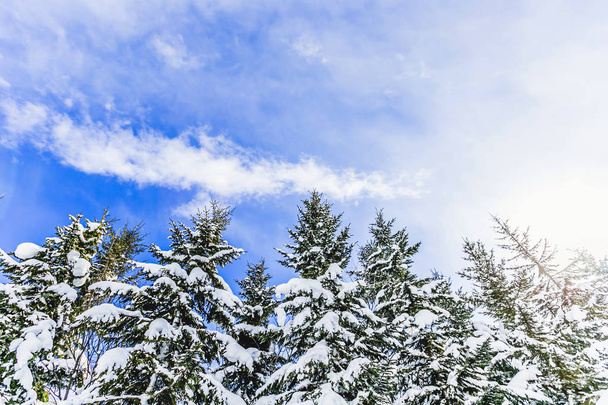 Céu, galhos e neve no inverno em um dia azul brilhante
 - Foto, Imagem