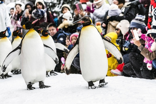 pingouin Oiseau marchant sur la neige
 - Photo, image