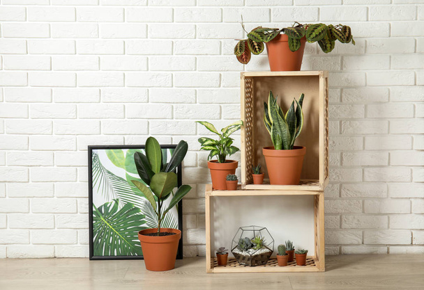 Potted home plants and wooden crates on floor indoors. Idea for interior decor - Фото, изображение