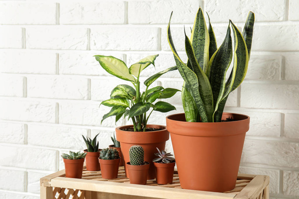 Potted home plants on wooden crate against brick wall - Valokuva, kuva