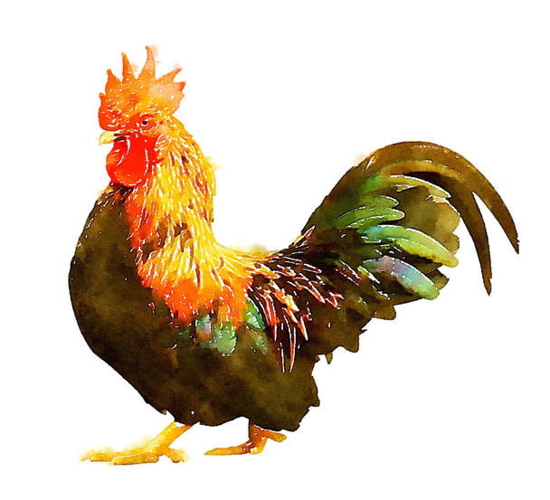 Ilustração pintada à mão colorida da arte da aquarela: frango (ilustração 2D CG de alta resolução
) - Foto, Imagem