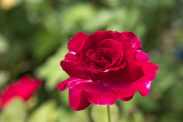 Zbliżenie czerwony Floribunda Róża Kwiat - Zdjęcie, obraz