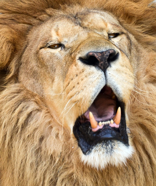 Afrika aslanı kükreyen portre - Foto, afbeelding