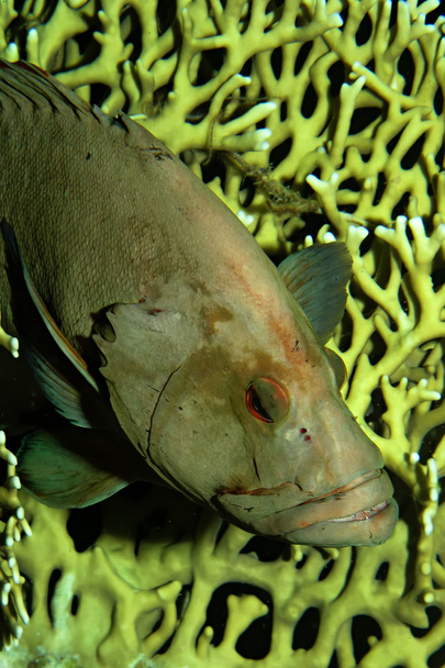 Redmouth grouper - Photo, Image