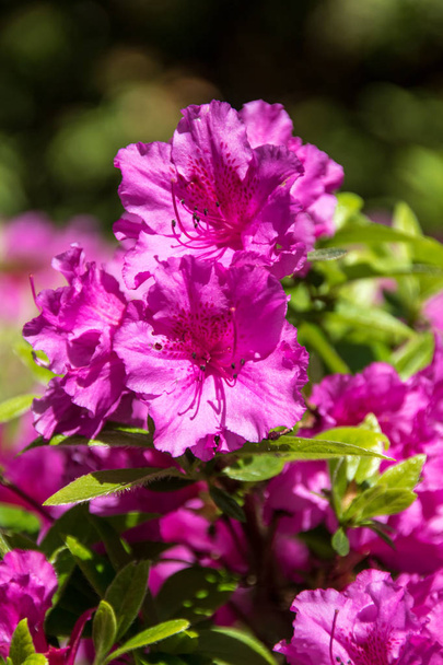Közelről egy nagyon világos lila virágok a kertben - Fotó, kép