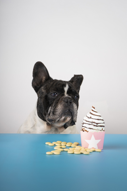 French bulldog looking curiously at an ice cream - 写真・画像