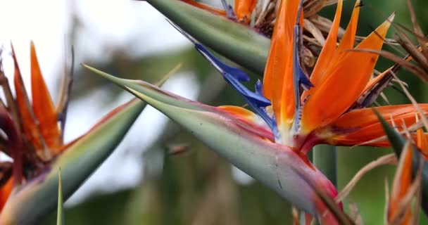 Тропічний птах раю, стрілки Ререзії з Оранжевою квіткою. Режим крупним планом з роздільною здатністю 4K - Кадри, відео