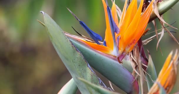 Tropikalny ptak raju, Strelitzia Reginae z pomarańczowym kwiatem. Widok z bliska-rozdzielczość DCI 4K - Materiał filmowy, wideo