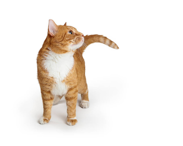 Oranje tabby kat staand uitziende kant - Foto, afbeelding
