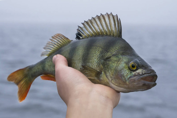 Perch fish trophy in hand of fisherman - Photo, Image