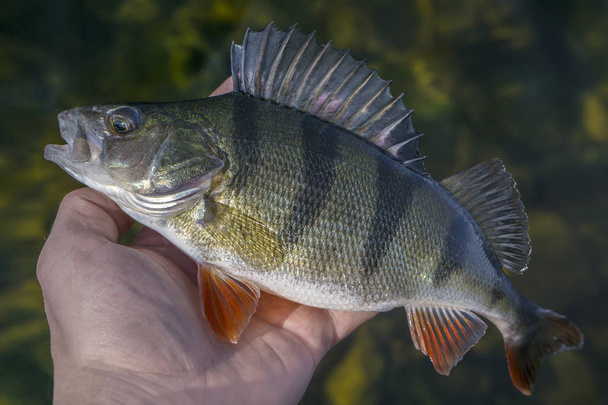 Caught perch fish trophy in hand of fisherman above water. Fishing background - Photo, Image