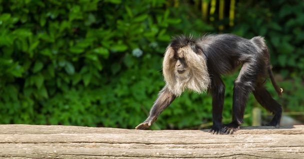 marche macaque à queue de lion
 - Photo, image