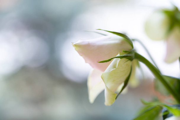 trage witte rozen, een symbool van vervagende schoonheid. Rozen in Blur om - Foto, afbeelding