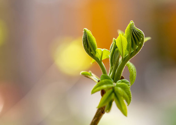 first spring leaves, swollen buds on trees - Photo, Image